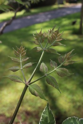 Aralia elata 'Variegata' - arálie štíhlá - listy jaro
